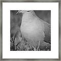 Mourning Dove Framed Print