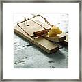 Mousetrap And Cheese. Framed Print