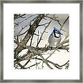 Mr. Blue Jay Framed Print