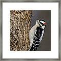 Mr Downy Woodpecker Framed Print