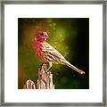 Mr. Finch's Magic Perch Framed Print