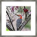 Mr. Red Belly In Spring Framed Print