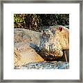 Muddy Hippos Framed Print