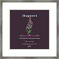 Mugwort Herb Framed Print