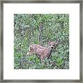 Mule Deer Fawn Framed Print