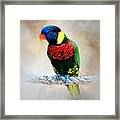 Multicolor Bird 87 Framed Print