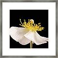 Multiflora Rose Framed Print