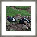 Muscovy Ducks Framed Print