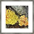 Mushroom - Golden Framed Print