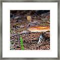 Mushroom On A Hiking Trail In Algonquin Park, Ontario Framed Print