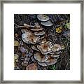 Mushrooms Framed Print