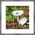 Mushrooms In The Forest Framed Print