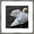 Mute Swan In Galway Bay, Ireland #2 Framed Print