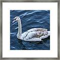 Mute Swan In Limerick, Ireland Framed Print