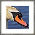 Mute Swan Portrait Framed Print