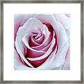 Muted Pink Old Fashioned Rose Framed Print