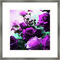 My Roses In Pink And Purple Framed Print