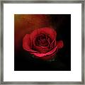 Mystic Rustic Red Rose Framed Print