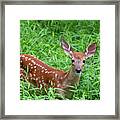 Namaste Little Deer Framed Print