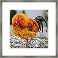 Nankin Bantan Rooster's Hackle Feathers - Oil Painting Style Framed Print