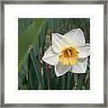 Narcissus Framed Print