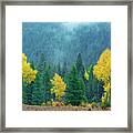 Narrowleaf Cottonwoods And Blur Spruce Trees In Grand Tetons Framed Print