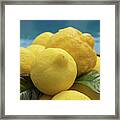 Natural Lemons And Lemon Leaves By The Pool Framed Print
