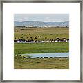 Nature Mongolia Framed Print