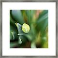 Nature Photography - Easter Daffodils 2 Framed Print