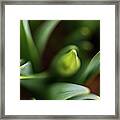 Nature Photography - Easter Daffodils Framed Print