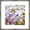 Nature Photography - Lilacs Framed Print