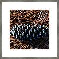 Nature Photography - Pine Cone 2 Framed Print