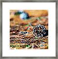 Nature Photography - Pine Cone Framed Print
