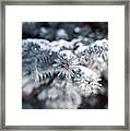 Nature Photography - Snowy Evergreen Framed Print