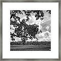 Natures Serenity In Black And White Framed Print