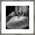 Nature's Tears Framed Print