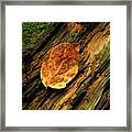 Nature's Textures Framed Print
