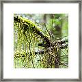 Nature's Delicate Beauty Framed Print