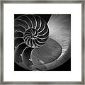 Nautilus Shell V Bw Framed Print