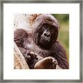 Ndakasi, Gorilla Sanctuary Framed Print