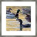 Neotropic Cormorant With Fish 4393-010321-2 Framed Print