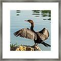 Neotropic Cormorant With Wings Spread Framed Print