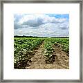 New Cotton Farming Close Framed Print