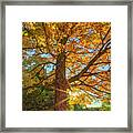 New England Fall Foliage Peak Colors Framed Print
