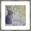 Nipped By Frost Framed Print