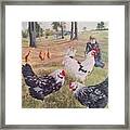 Noah And His Chickens Framed Print