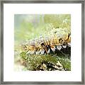 Noble Scallop Framed Print