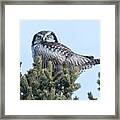 Noerthern Hawk Owl #1 Framed Print