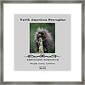 North American Porcupine Framed Print