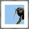 Northern Bald Ibis Framed Print